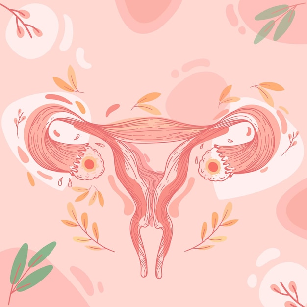 Free vector female reproductive system concept