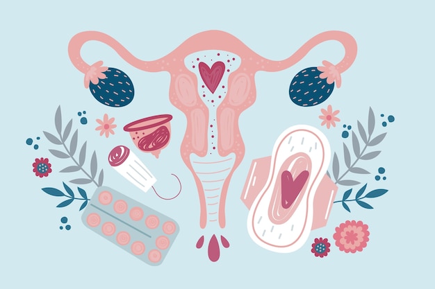 Концепция женской репродуктивной системы