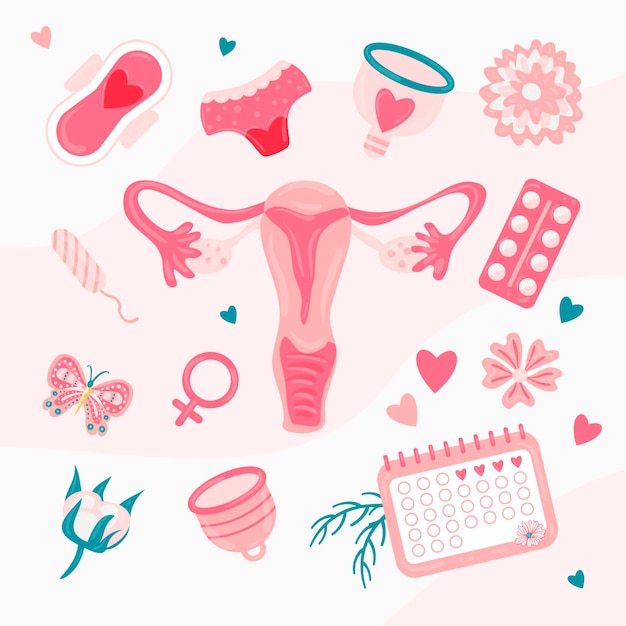 女性の生殖システムの概念