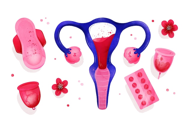 Female reproductive system illustrated