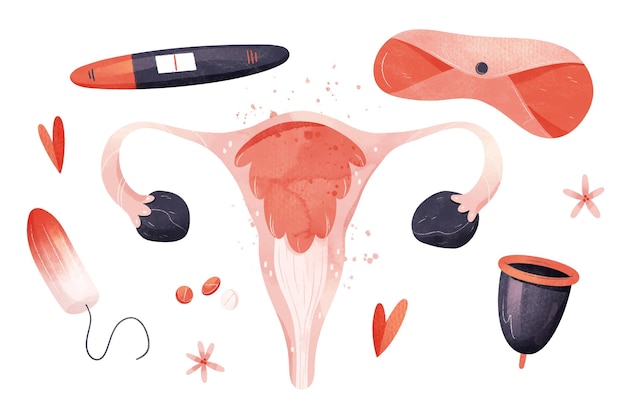 Бесплатное векторное изображение Иллюстрации женской репродуктивной системы