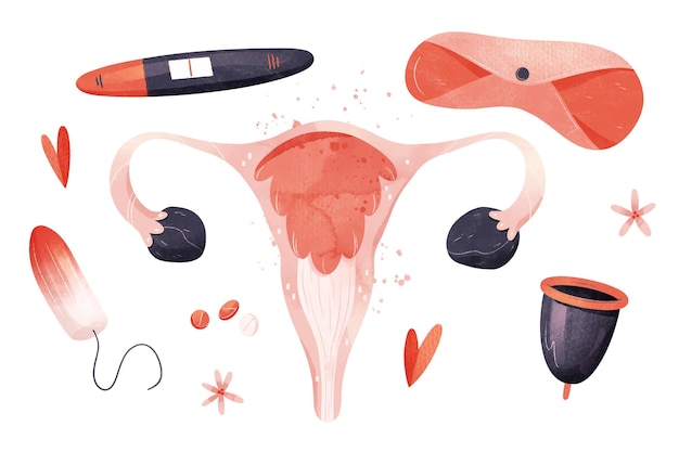 Free vector female reproductive system illustrations