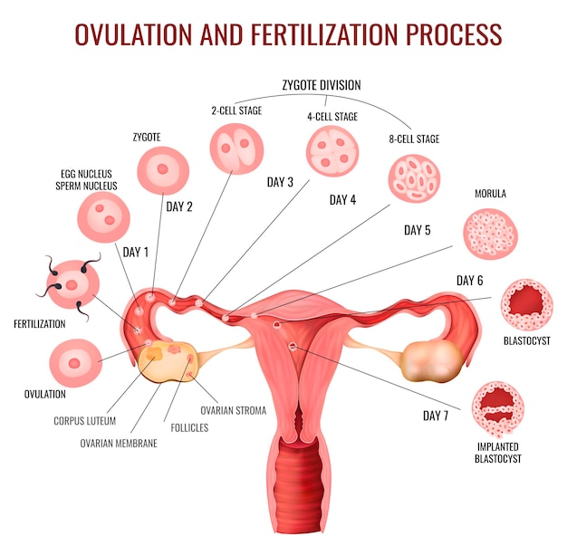 Free vector female reproductive system ovulation and fertilization process stages