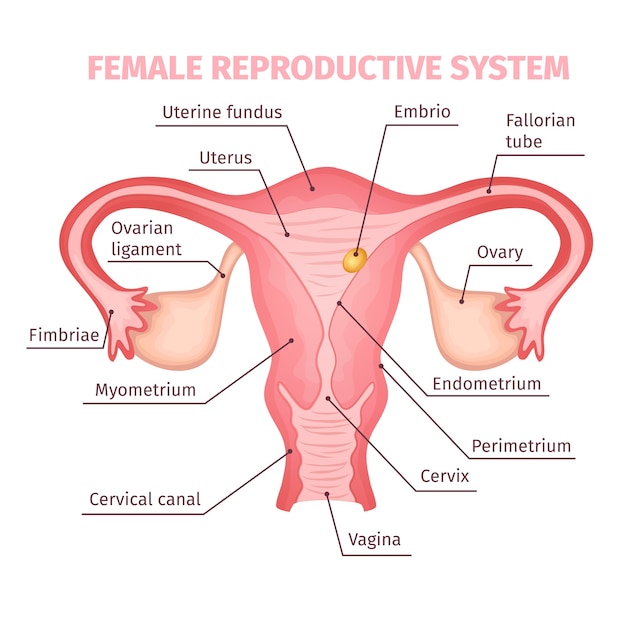 Free vector female reproductive system scientific