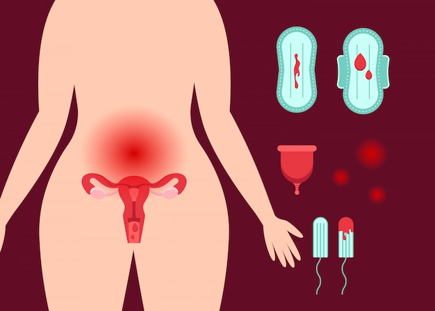 Female reproductive system.