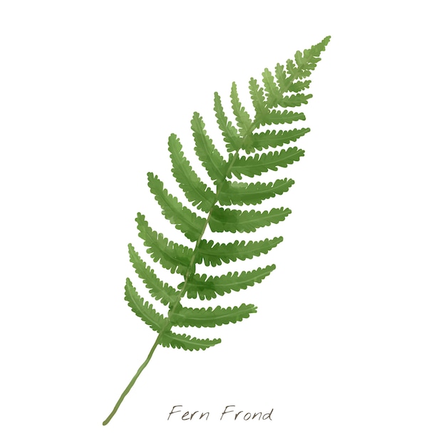 Free vector fern frond leaf isolated on white background