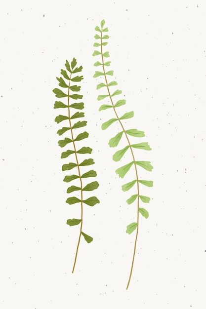 Free vector fern leaf design element