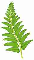 Free vector fern leaf on white background