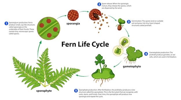 Free vector fern life cycle diagram for science education