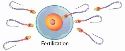 無料ベクター 精子による卵子の受精