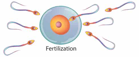 Vettore gratuito fecondazione dell'ovulo da parte dello spermatozoo