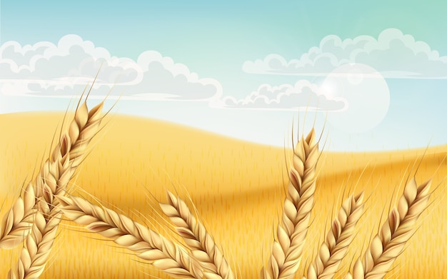 Бесплатное векторное изображение Поле полно зерен пшеницы. голубое пасмурное небо. реалистичный