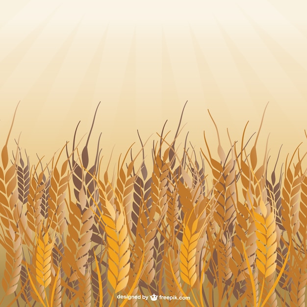 Field of wheat vector