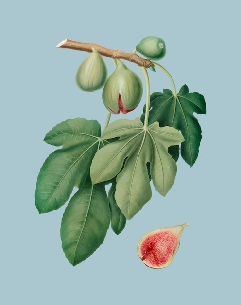 Fig from Pomona Italiana illustration