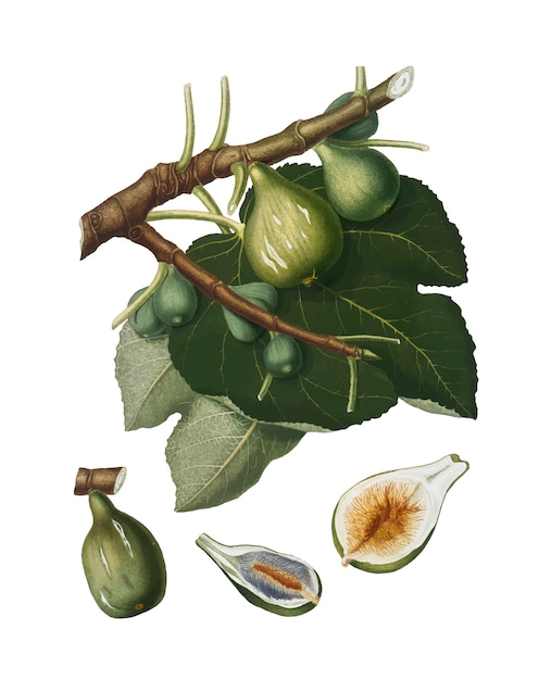 Fig from pomona italiana illustration