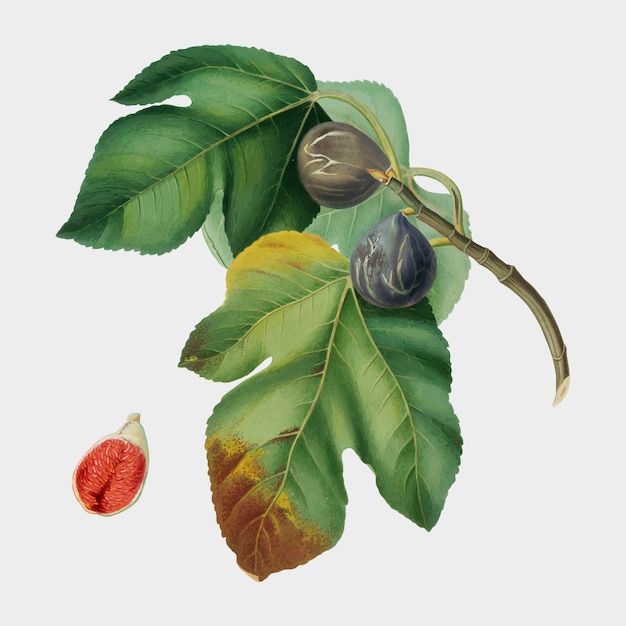 Fig from pomona italiana illustration