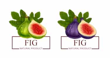 Free vector fig natural product two labels with green and purple realistic fresh fruits isolated vector illustration