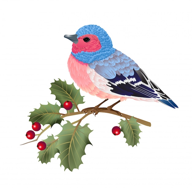 Finch bird sitting on holly twig. For banners, posters, leaflets and brochures.