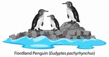 Free vector fiordland penguin cartoon on the rock