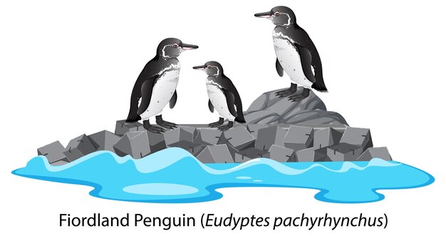 岩の上のフィヨルドランド ペンギンの漫画