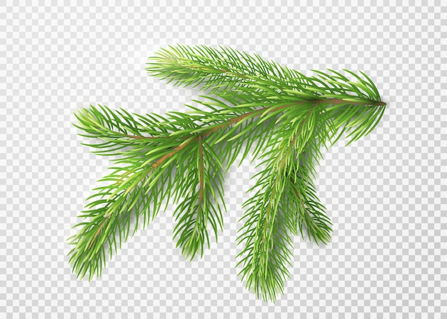 Fir branch. Christmas tree decoration, pine needles isolated