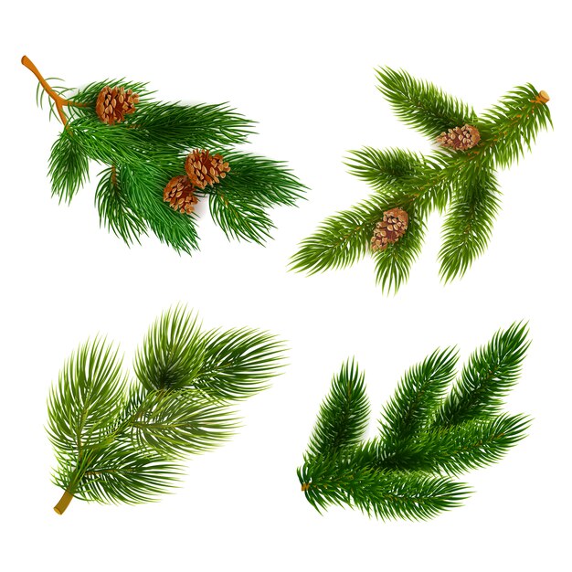 Fir and pine trees branches icons set 