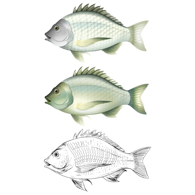 Free vector fish designs collection