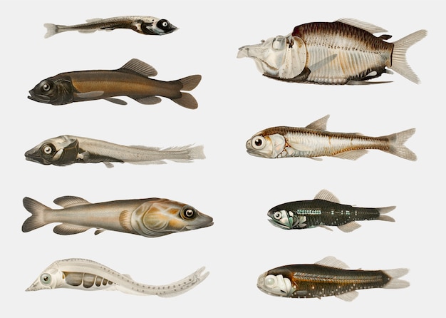 Fish varieties