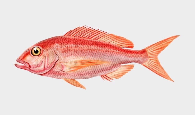 Free vector fish