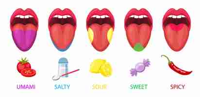 Free vector five basic lingual areas such as umami, salty, sour, sweet, spicy cartoon vector illustration set.  human mouths and tongue taste receptors isolated on white background. physiology and anatomy concept