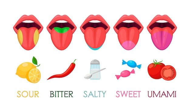 Five basic taste areas on human tongue vector illustrations set. drawings of zones of sour, bitter, salty, sweet, umami tastes in mouth isolated on white background. anatomy, physiology concept