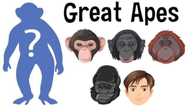 Five different types of great apes