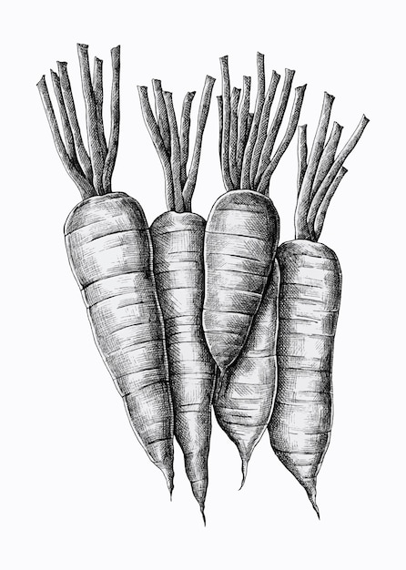 Free vector five hand drawn carrots vector