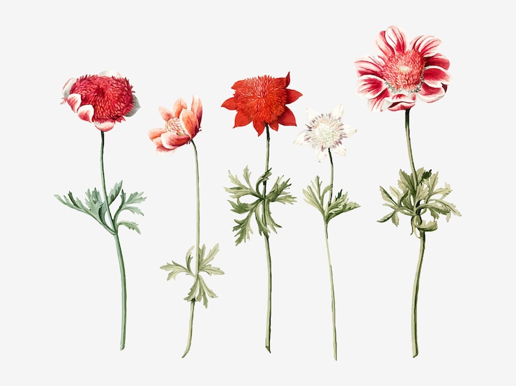 Free Vector five studies of anemones by an anonymous artist