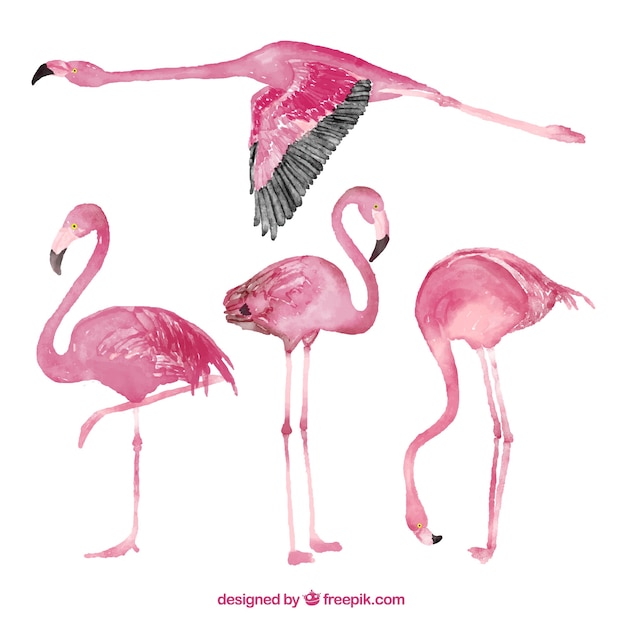 Download Free Flamingo Collection In Watercolor Style Svg Dxf Eps Png Vector Svg File Free Download