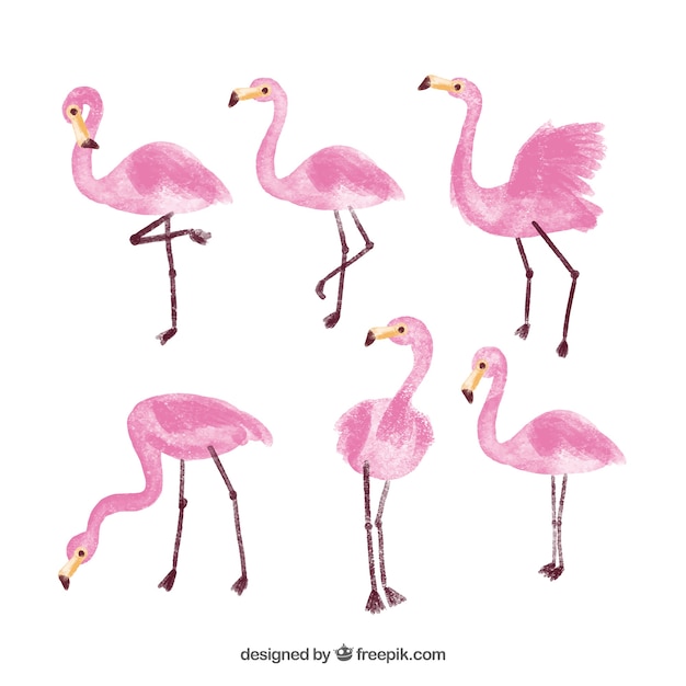 Flamingo collection in watercolor style