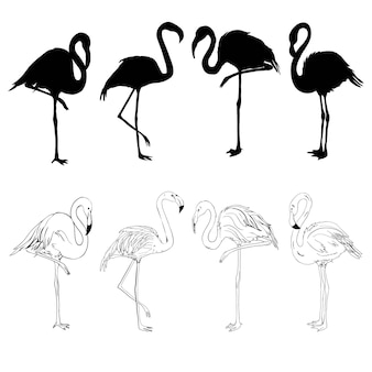 Иллюстрация фламинго, вектор набора фламинго