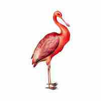 Free vector flamingo