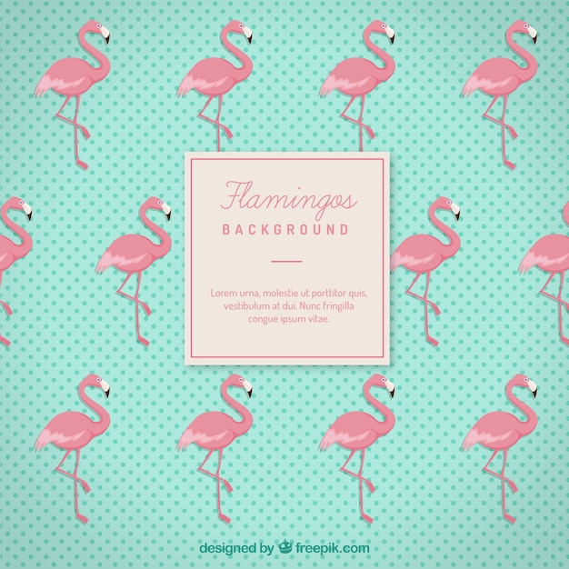 Flamingos background