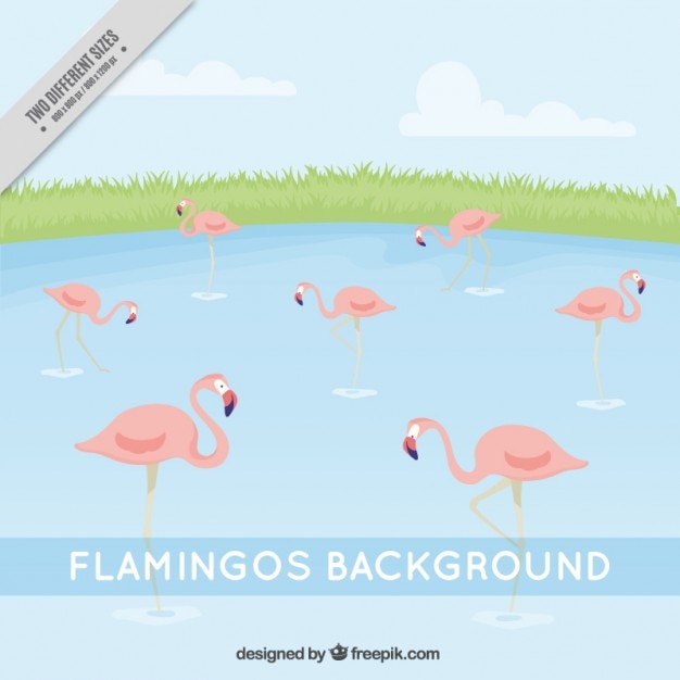 Free vector flamingos background