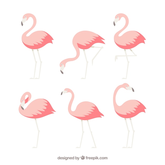 Flamingos collection with different postures in flat style