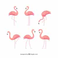 Free vector flamingos collection with different postures in flat style