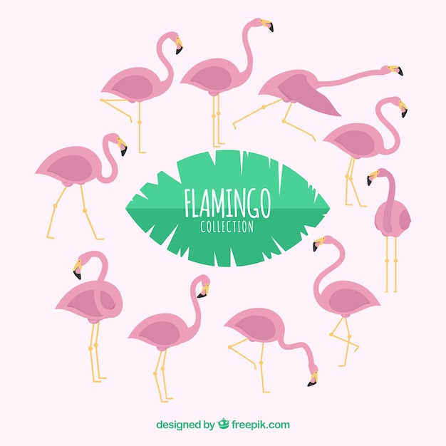 Flamingos collection with different postures in flat style