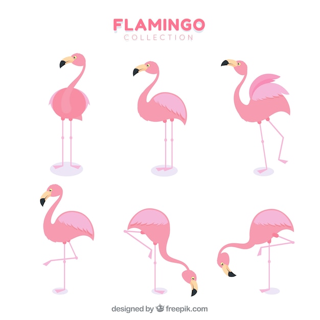 Free vector flamingos collection with different postures in flat style