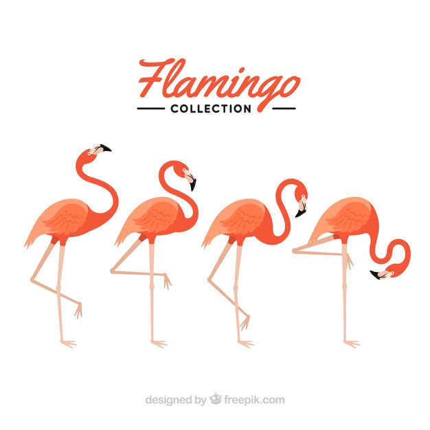 Flamingos collection with different postures in flat style