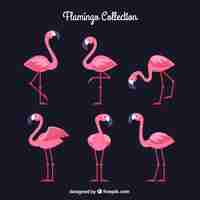 Free vector flamingos collection with different postures in flat style