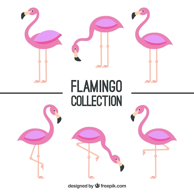 Free vector flamingos collection with different postures in flat style