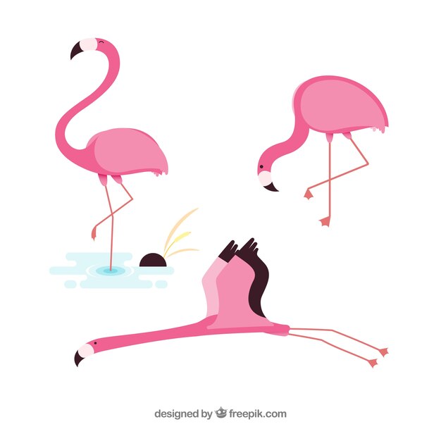 Flamingos collection with different postures in flat style