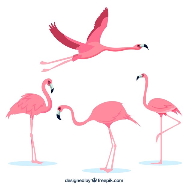 Flamingos collection with different postures in flat style