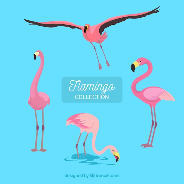 Коллекция фламинго с различными позами в плоском стиле